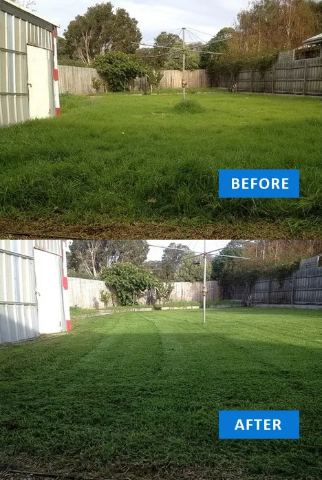 Overgrown suburban backyard restored to a striped, level lawn